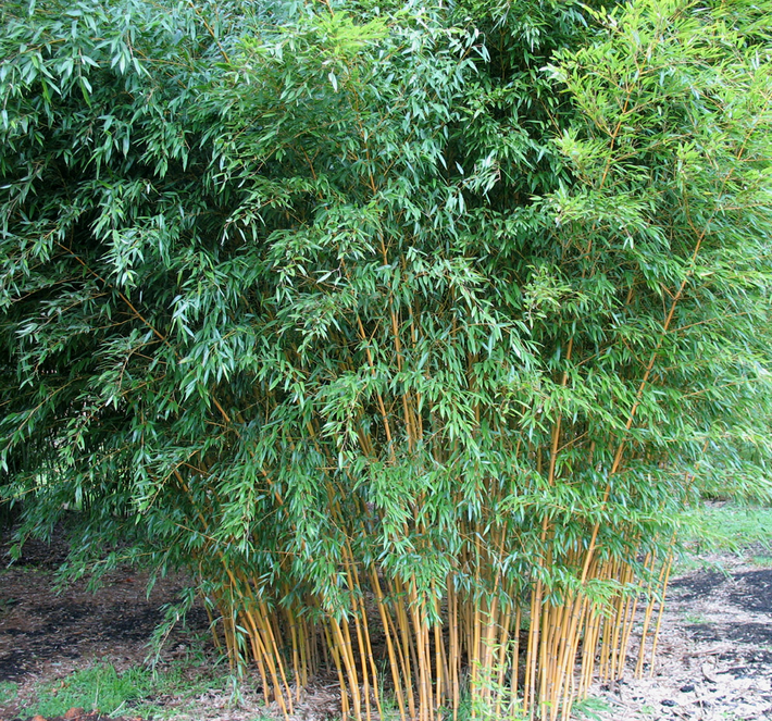 Phyllostachys aureosulcata 'Aureocaulis' 